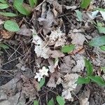 Claytonia caroliniana Floro
