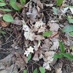 Claytonia caroliniana Blomst