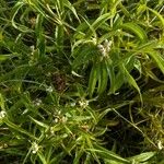 Ichthyothere terminalis Hoja