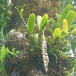 Bulbophyllum occultum Hábito