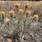 Centaurea ornata Habitat