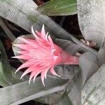 Aechmea fasciataKvět