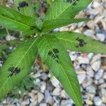 Persicaria lapathifolia Leaf