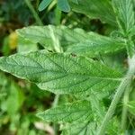 Heliotropium indicum Leaf