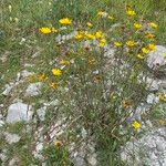 Buphthalmum salicifolium Hábito