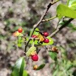 Malaisia scandens Fruit