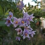 Solanum crispum Blomma