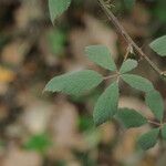 Rubus canescens 葉