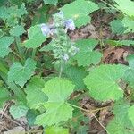 Scutellaria ovata Flower