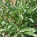 Amaranthus muricatus পাতা