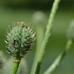 Papaver hybridum Fruto