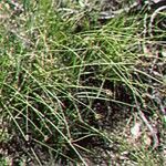 Carex vallicola Hàbitat