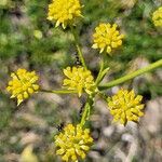 Bupleurum petraeum Fleur