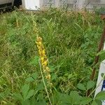 Crotalaria pallidaFolio