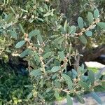 Leptospermum laevigatum Likasa