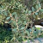 Leptospermum laevigatum Blad