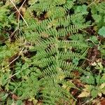 Athyrium filix-femina Lapas