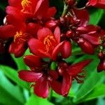 Jatropha integerrima Flower