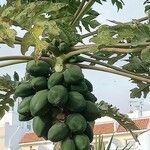 Carica papaya Фрукт