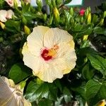 Hibiscus ovalifolius Blodyn