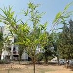 Phyllostachys aurea Blatt