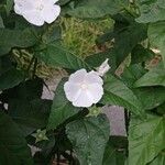 Anoda acerifolia Květ
