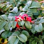 Rosa rugosa Φύλλο