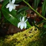 Angraecum ramosum Λουλούδι