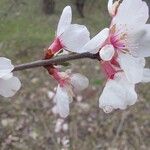 Prunus tomentosa 花