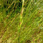 Aegilops speltoides 叶