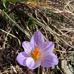 Crocus versicolor花