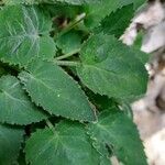 Campanula elatinoides 葉
