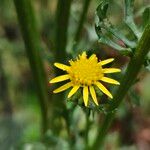 Jacobaea erucifolia Flower