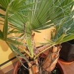 Washingtonia robusta Blatt