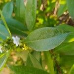 Myoporum laetum 葉