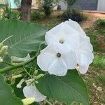 Ipomoea carnea花