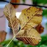 Ptelea trifoliata Blad