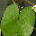 Sagittaria guayanensis Λουλούδι