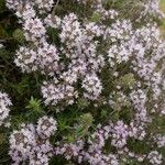 Thymus teucrioides Flower