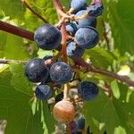 Vitis riparia Fruit