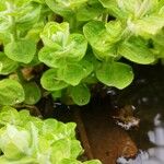 Hypericum elodes Feuille