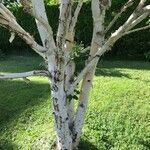 Betula ermanii Corteccia