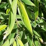 Phyllostachys aurea Blatt