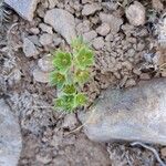 Androsace maxima Likasa