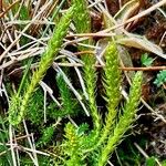 Selaginella selaginoides Hábitos