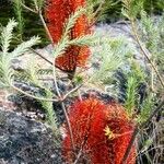 Banksia ericifolia फूल