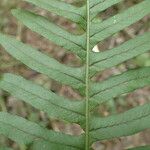 Polypodium interjectum ഇല