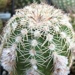 Echinocereus adustus Лист