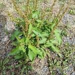 Rumex obtusifolius Листок