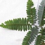 Adiantum latifolium 其他